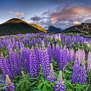 Lupines -Lupinus- at Arthurs Pass, South Island, New Zealand, Oceania