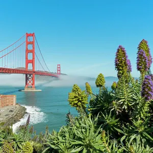 Lush vegetation in front of the Golden Gate Bridge, San Francisco, California