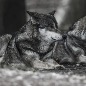 Two lying Gray Wolves -Canis lupus-, Jamtland County, Sweden Two lying Gray Wolves -Canis lupus-, Jamtland County, Sweden