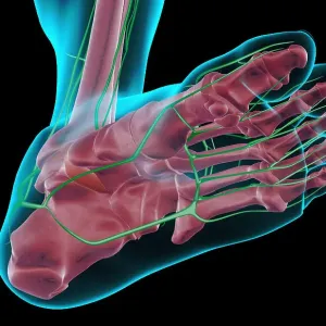 The lymph supply of the foot