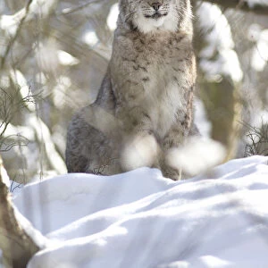 Lynx -Lynx lynx- in the snow, Arnsberger Wald, Sauerland, North Rhine-Westphalia, Germany