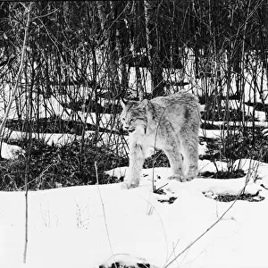 Lynx In Snow