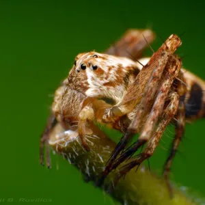 Lynx spider Lynx spider