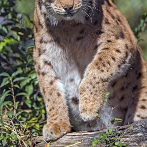 Lynx walking over the log