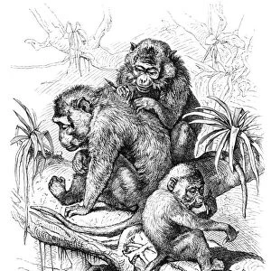 Macaques engraving 1882