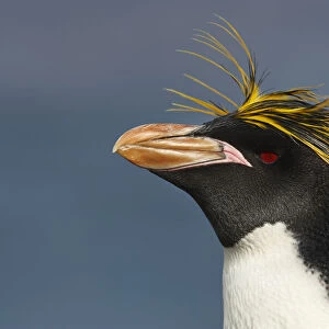 Macaroni Penguin (Eudyptes chrysolophus)