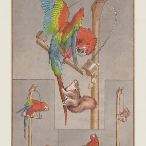 Macaw and squirrel, chromolithograph, published in 1888