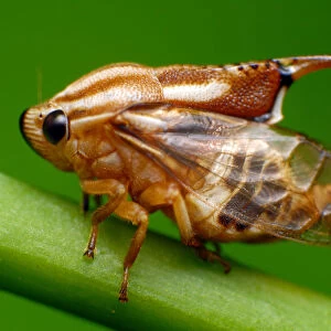 Machaerotidae