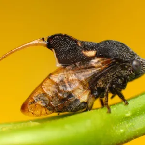 Machaerotidae Tube Spittlebug Print Machaerotidae Tube Spittlebug Print