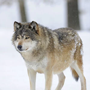 Mackenzie Valley Wolf, Alaskan Tundra Wolf or Canadian Timber Wolf -Canis lupus occidentalis- in the snow, leader of the pack