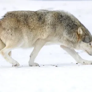 Mackenzie Valley Wolf in Snow Print Mackenzie Valley Wolf in Snow Print