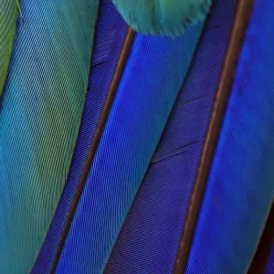 Blue and Yellow Macaw Feather Macro Print Blue and Yellow Macaw Feather Macro Print