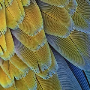 Macro of bird feathers - Blue and Yellow macaw, Ara ararauna Macro of bird feathers - Blue and Yellow macaw, Ara ararauna