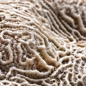Makro des Gehirnkorals Makro des Gehirnkorals