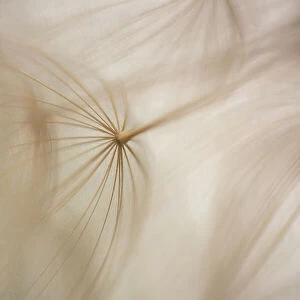 Macro details, of dandelion making a creative photograph