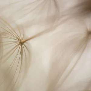 Macro details, of dandelion making a creative photograph