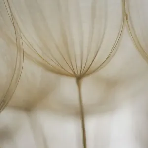 Macro details, of dandelion making a creative photograph Macro details, of dandelion making a creative photograph