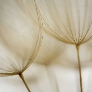 Macro details, of dandelion making a creative photograph Macro details, of dandelion making a creative photograph