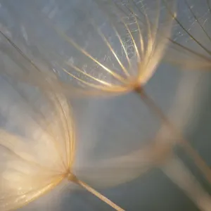 Macro details, of dandelion making a creative photograph Macro details, of dandelion making a creative photograph