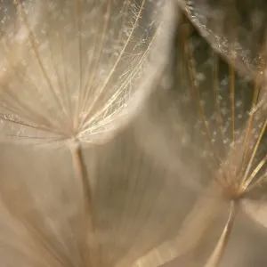 Macro details, of dandelion making a creative photograph Macro details, of dandelion making a creative photograph