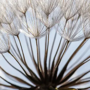 Macro details, of dandelion making a creative photograph Macro details, of dandelion making a creative photograph