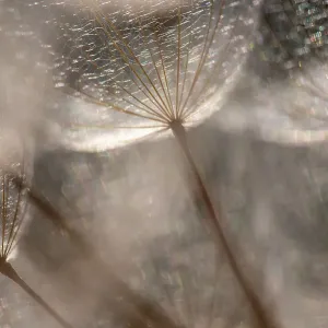 Macro details, of dandelion making a creative photograph Macro details, of dandelion making a creative photograph