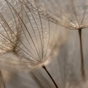 Macro details, of dandelion making a creative photograph Macro details, of dandelion making a creative photograph