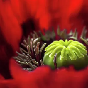Poppy Poppy