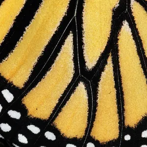 Monarch Butterfly Wing Detail Print Monarch Butterfly Wing Detail Print
