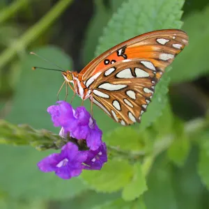 Macro Print of an Orange Butterfly on a Purple Flower Macro Print of an Orange Butterfly on a Purple Flower