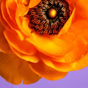 Macro of orange ranunculus on lavender background Macro of orange ranunculus on lavender background