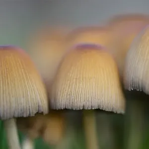 Macro Funghi Print - High Resolution Imaging Macro Funghi Print - High Resolution Imaging