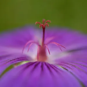 Macro Photograph of a Geranium Macro Photograph of a Geranium