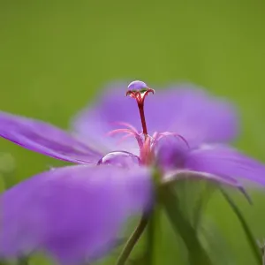Macro Photograph of a Geranium with Rain Droplet Macro Photograph of a Geranium with Rain Droplet