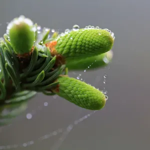 Pine Tree Bud Print with Dew and Spider's Web Pine Tree Bud Print with Dew and Spider's Web