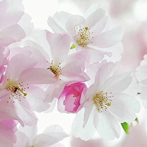 Flower Art Collection: Delicate Cherry Blossoms
