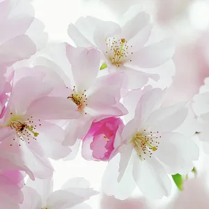 Flower Art Poster Print Collection: Delicate Cherry Blossoms