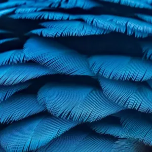 Teal and Yellow Macaw Feathers Print Teal and Yellow Macaw Feathers Print