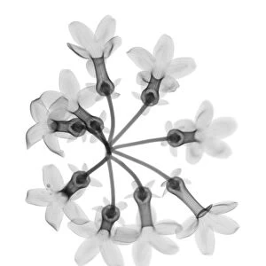 Madagascar jasmine (Stephanotis sp. ), X-ray