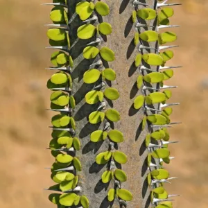 Madagascar ocotillo -Alluaudia procera-, Madagascar