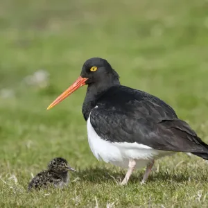 Magellanic Oystercatcher Print: Carcass Island Chick Magellanic Oystercatcher Print: Carcass Island Chick
