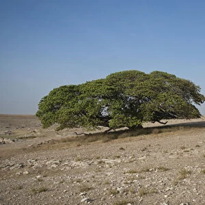 Magic Tree, large Fig Tree (Ficus), Ngorongoro Conservation Area, Tanzania, Africa