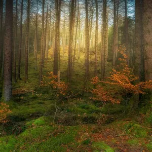 Scotland Mossy Forest Print