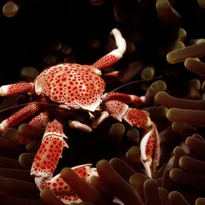 Magical Underwater World Magical Underwater World