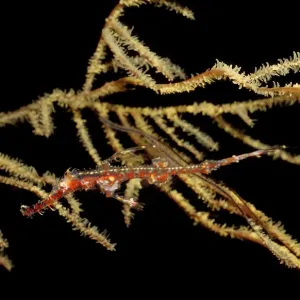 Magical Underwater World Magical Underwater World