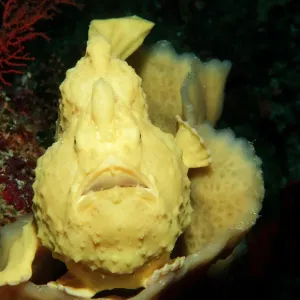 Magical Underwater World Magical Underwater World