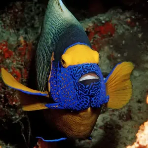 Magical Underwater World Magical Underwater World
