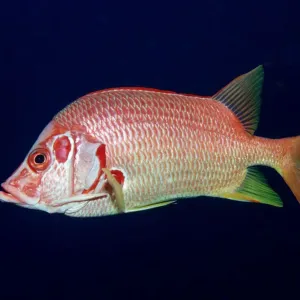 Magical Underwater World Magical Underwater World