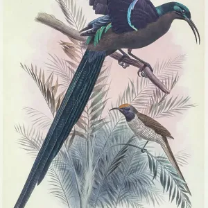 Magnificent bird-of-paradise, 19th century illustration