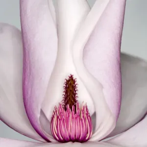 Magnolia Magnolia